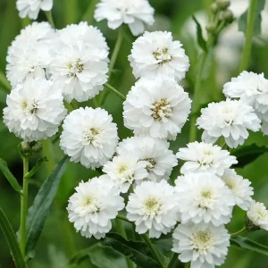 Achillea ptarmica (Röllika)