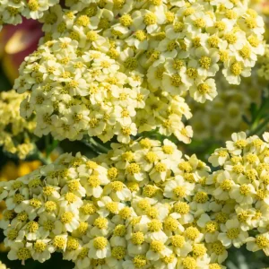 Achillea Creme de la Creme (Röllika)