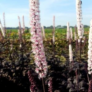 Actaea simplex 'Pink Spike' (Höstsilverax)