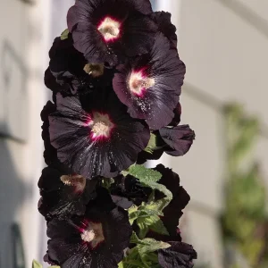 Alcea rosea Nigra (Stockros)