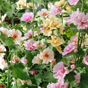 Hollyhock Chater's Single Mix (Stockros)