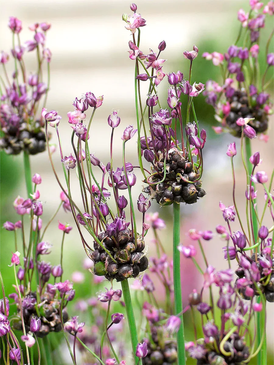 Allium Art - Bild 2