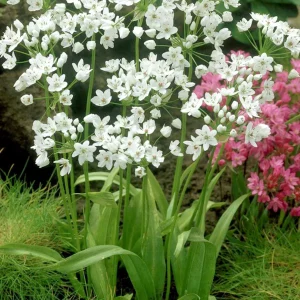 Allium Cowanii
