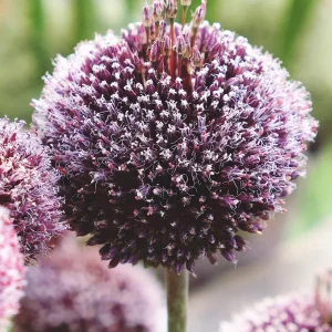 Allium Forelock