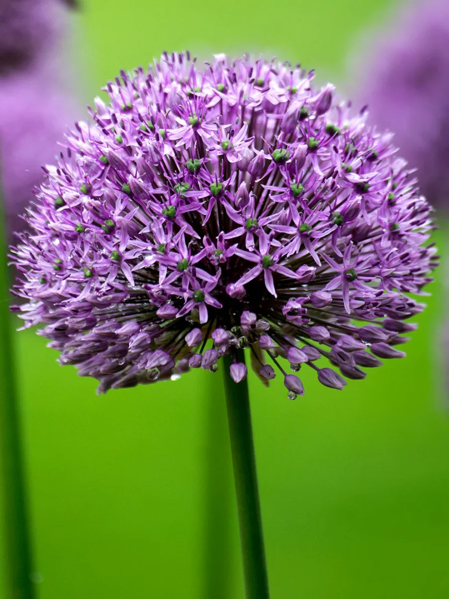 Allium Gladiator - Bild 3