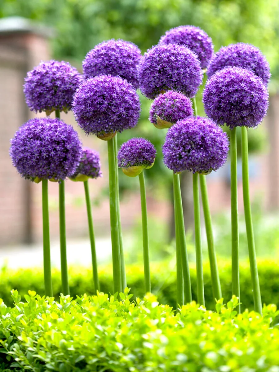Allium Gladiator - Bild 2