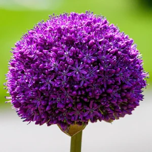 Allium Gladiator Sensation