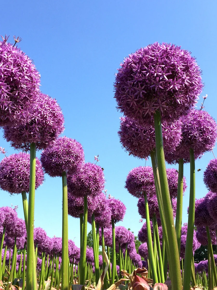 Allium Globemaster - Bild 5