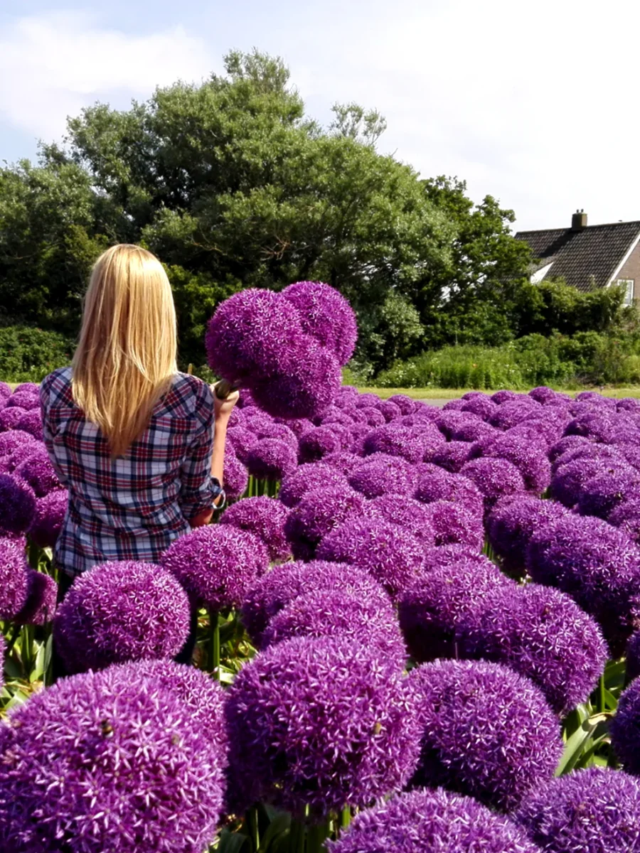 Allium Globemaster - Bild 2