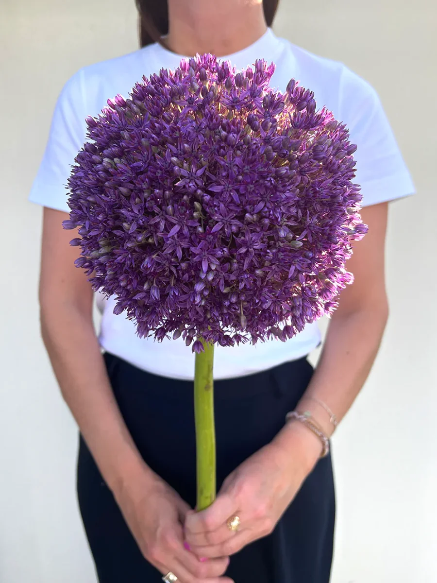 Allium Globemaster - Bild 3