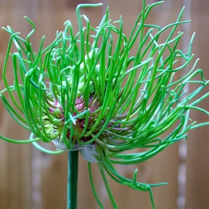 Allium Hair