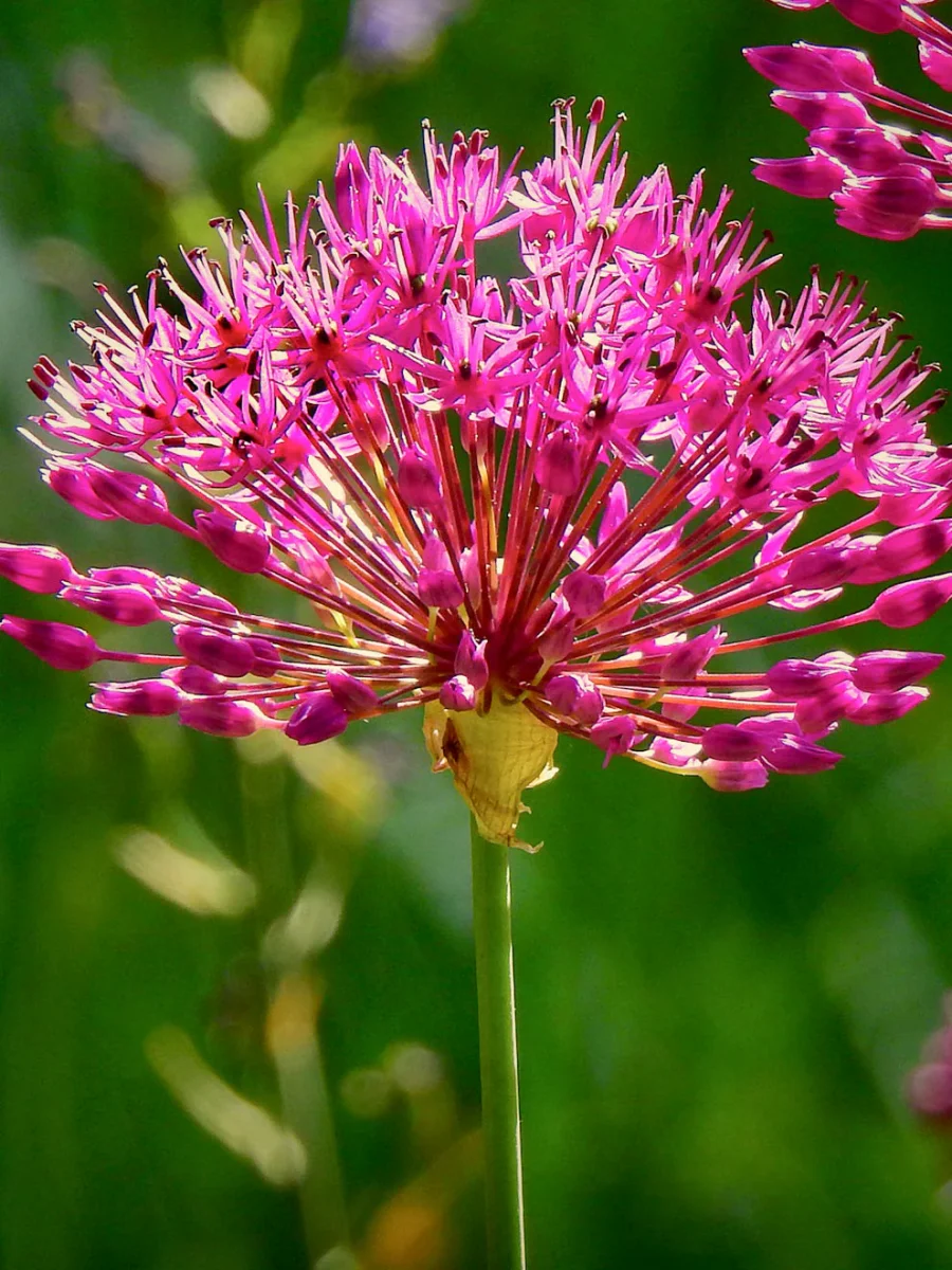 Allium Miami - Bild 2