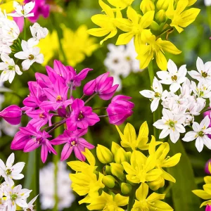 Allium Mixed