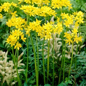 Allium Moly