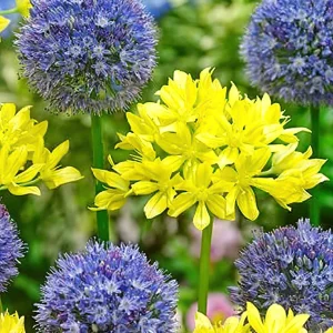 Allium Moly och Allium Azureum Mix