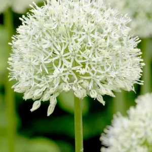 Allium Mount Everest (Skägglök)