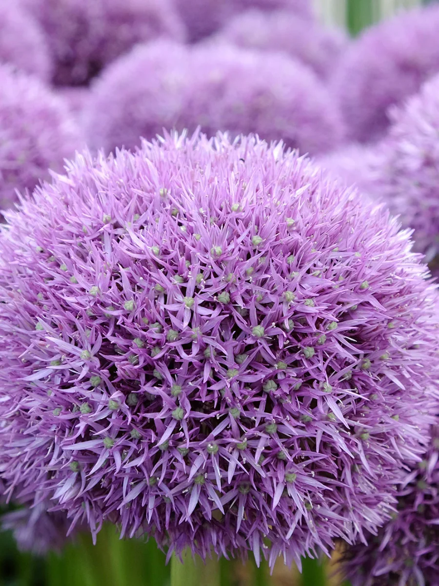 Allium Pinball Wizard - Bild 3
