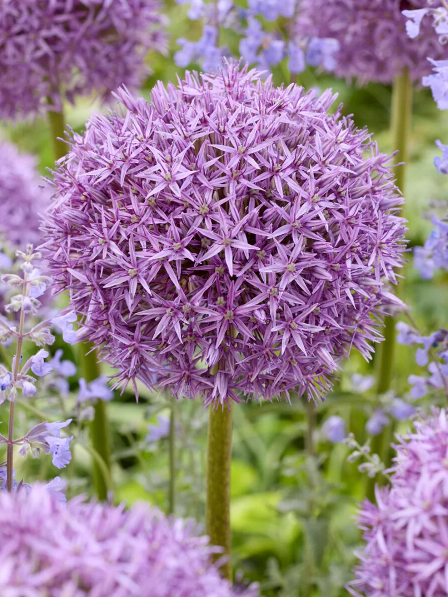 Allium Pinball Wizard - Bild 4