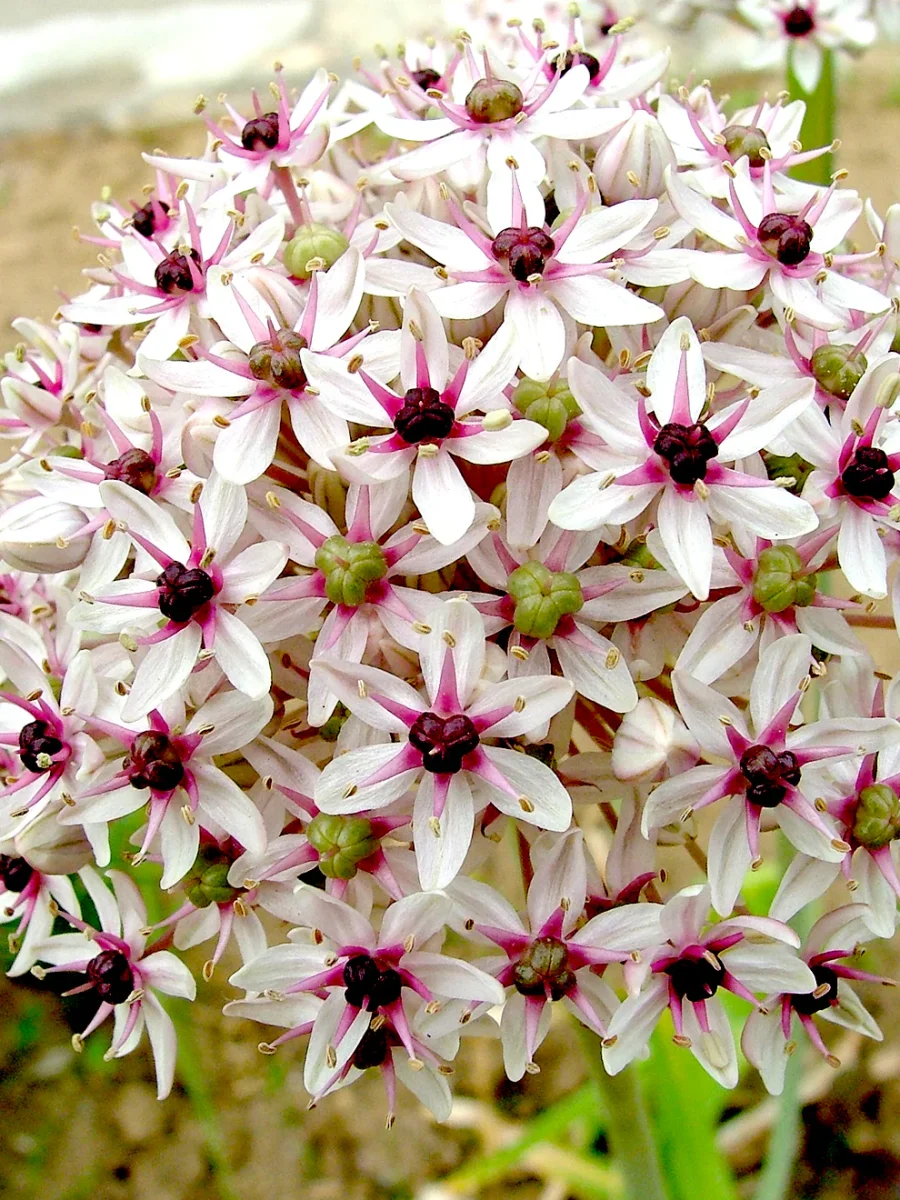 Allium Red Eye - Bild 6