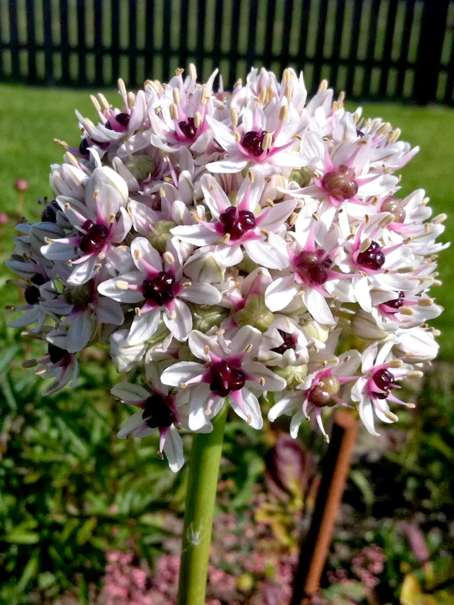 Allium Red Eye - Bild 7