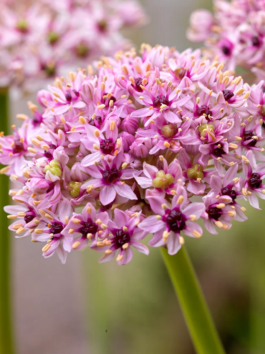 Allium Red Eye - Bild 2