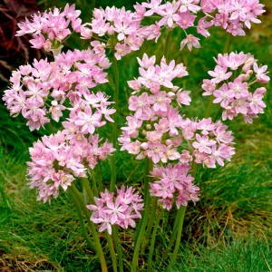 Allium Roseum (Kvicklök)