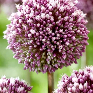 Allium Summer Drummer