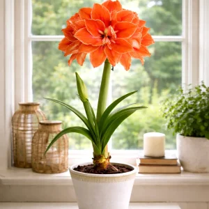 Dubbel Amaryllis Minerva