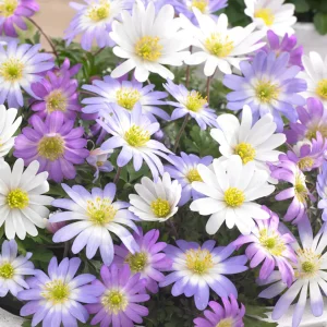 Balkansippa Anemone Blanda Mix