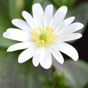 Balkansippa Anemone blanda 'White Splendour'
