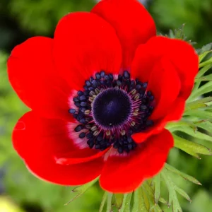Bukettanemon Anemone coronaria Hollandia