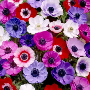Bukettanemon Anemone de Caen Mixed