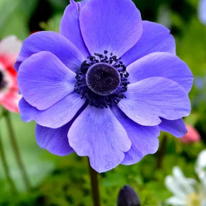 Bukettanemon Anemone coronaria Mr. Fokker