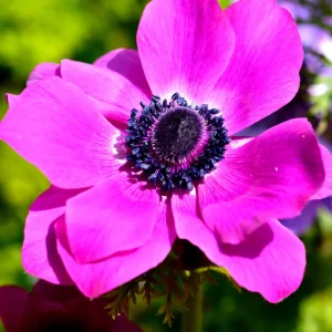 Bukettanemon Anemone coronaria Sylphide