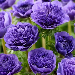 Anemone Fullstar Blå