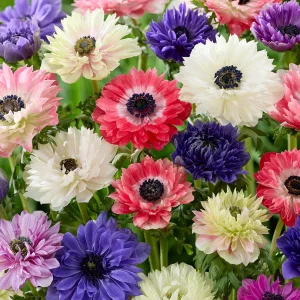 Anemone Fullstar Mix