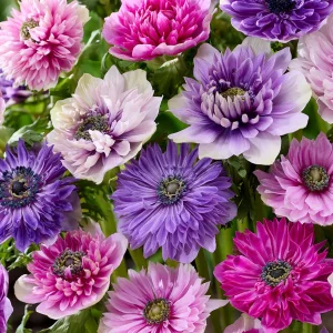 Anemone Fullstar Pastell Mix