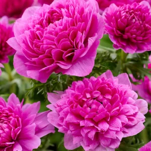 Anemone Fullstar Rosa