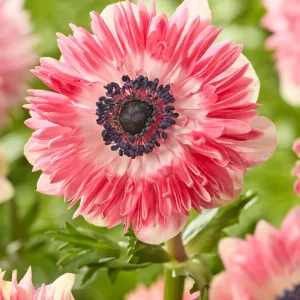 Anemone Fullstar Röd/Vit