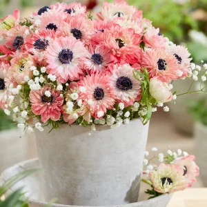 Anemone Fullstar Strawberry