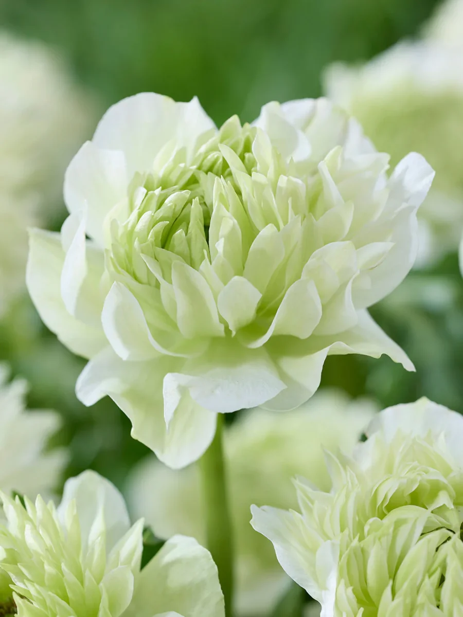 Anemone Fullstar Vit - Bild 8