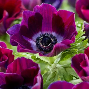 Anemone Galilee Bordeaux