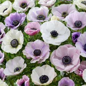 Anemone Galilee Pastel Mix