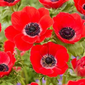 Anemone Galilee Röd