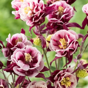 Aquilegia 'Winky Red and White' (Akleja)