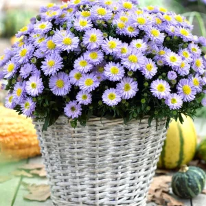 Aster 'Lady in Blue' (Höstaster)