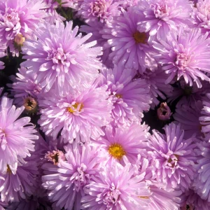 Aster novi-belgii 'Fellowship' (Höstaster)