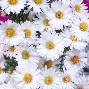 Aster novi-belgii 'White Ladies' (Höstaster)