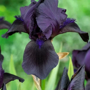 Skäggiris Black Knight (Iris germanica)
