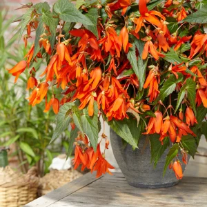 Begonia Boliviensis Santa Cruz